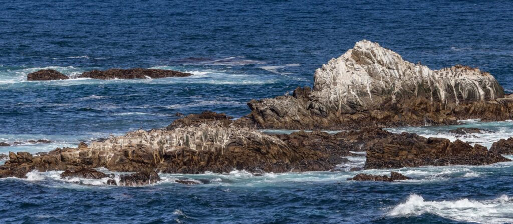 Brown Pelicans - Point Lobos