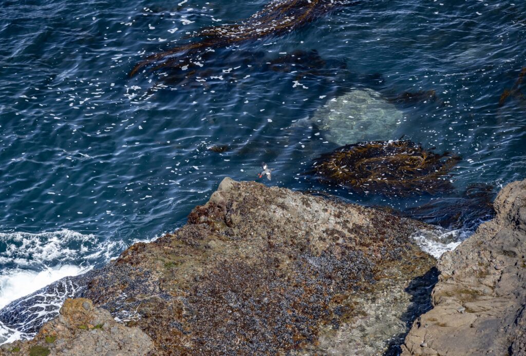 Pigeon Guillemont - Point Lobos