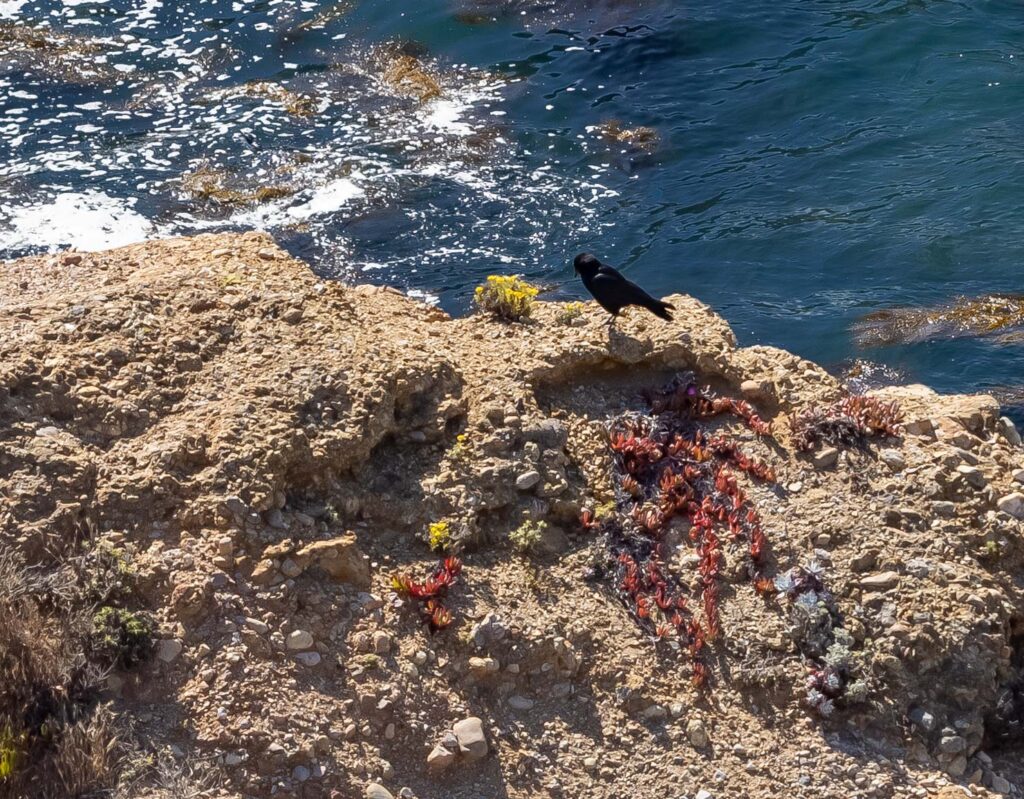 Raven - Point Lobos