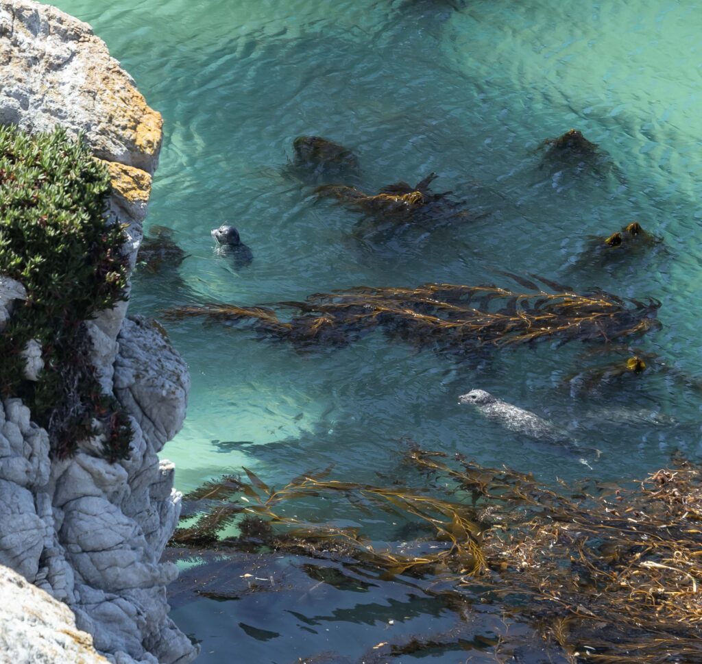 Harbor seals - Point Lobos