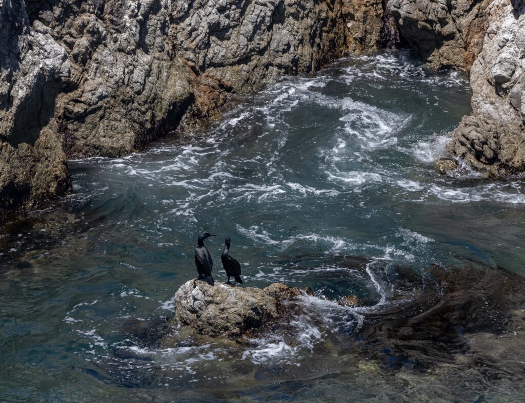 Cormorants - Point Lobos