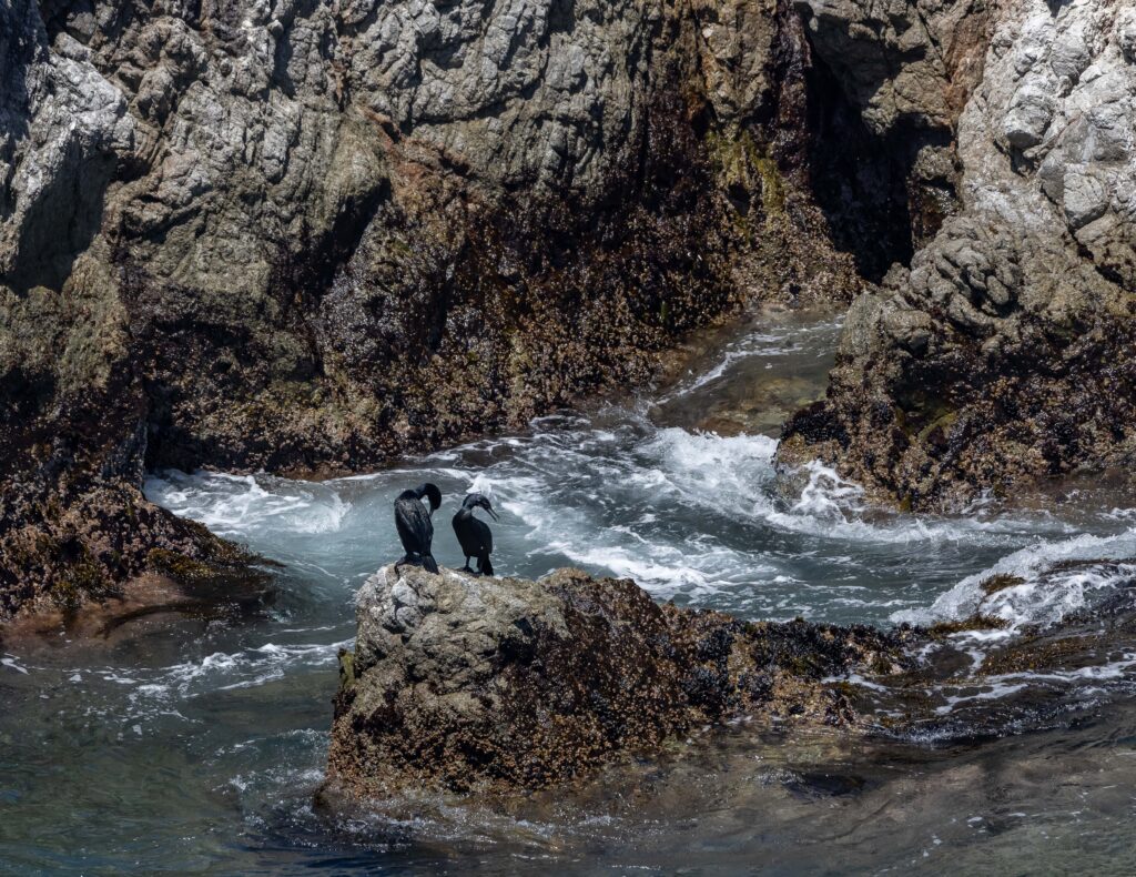 Cormorants - Point Lobos