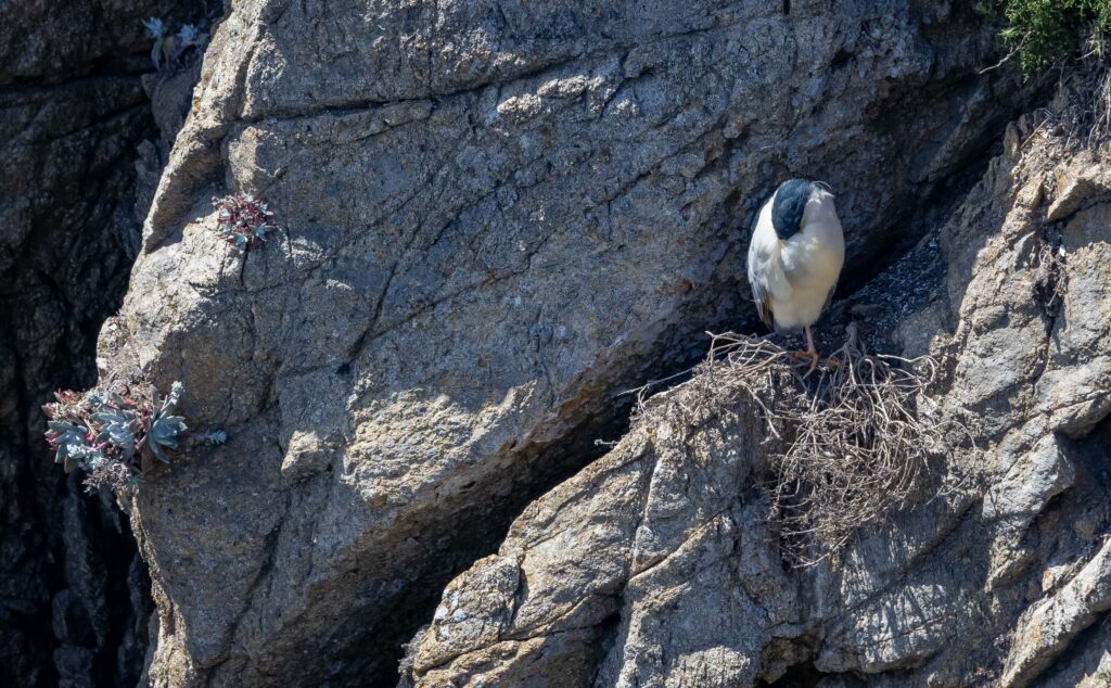 Black Crowned Night Heron - Point Lobos