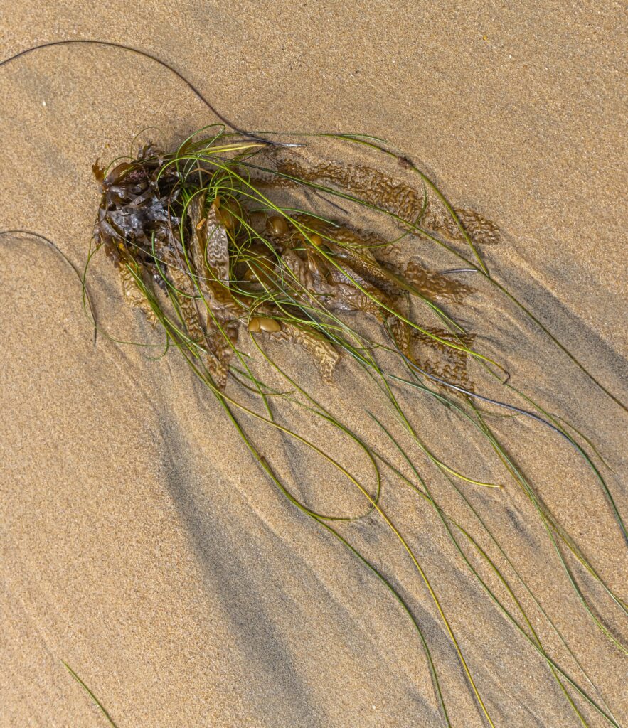 Crystal Cove Seaweed and Rocks Study August 2021